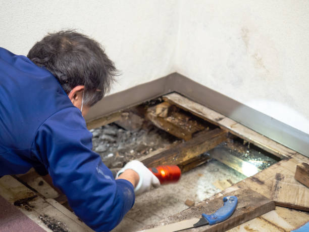 Best Local Mold Removal Service  in Alamogordo, NM