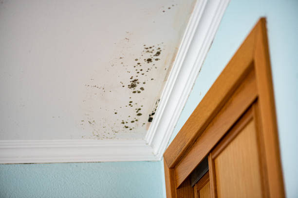 Trusted Alamogordo, NM Mold Removal Experts