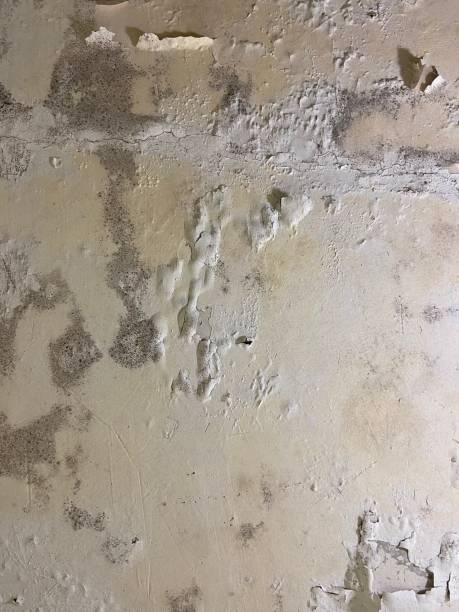 Best Crawl Space Mold Removal  in Alamogordo, NM