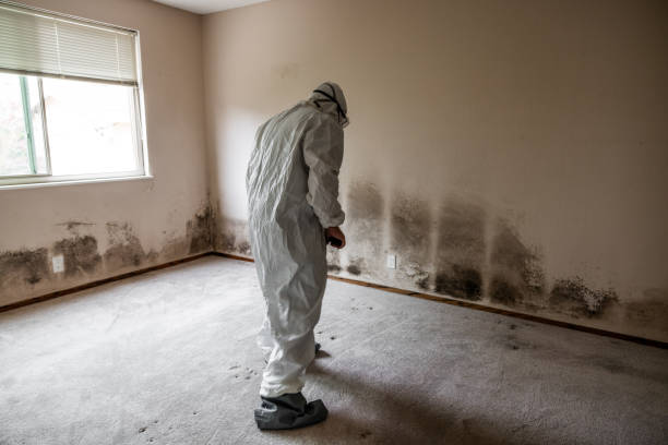 Crawl Space Mold Removal in Alamogordo, NM