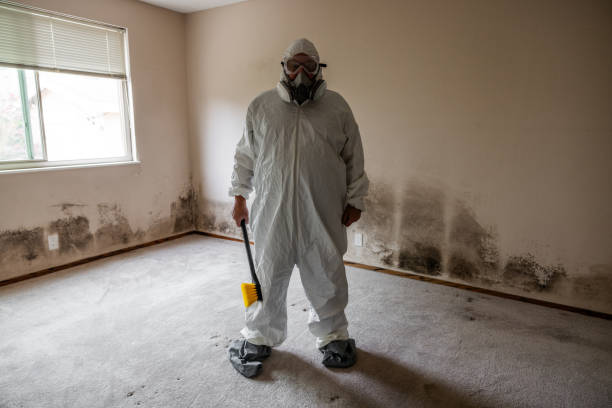 Best Attic Mold Removal  in Alamogordo, NM