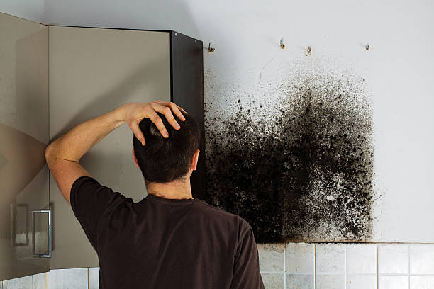 Best Professional Mold Removal  in Alamogordo, NM